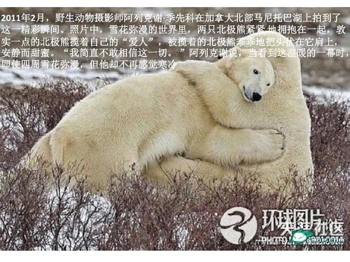 雪岭白牛力深得代表是什么生肖，详细解答、时代解答解释落实