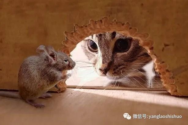 世事无常鼠戏猫是什么生肖，详细解答、详细解答解释落实
