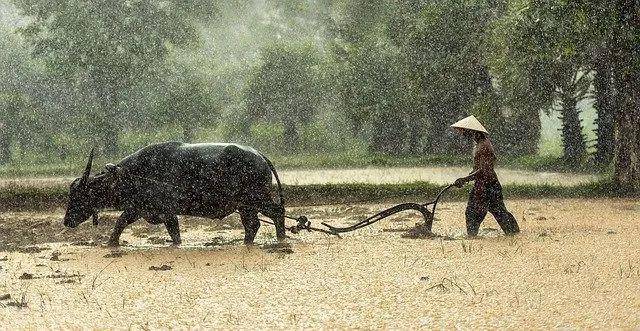 雪岭白牛力深得代表是什么生肖，详细解答、时代解答解释落实
