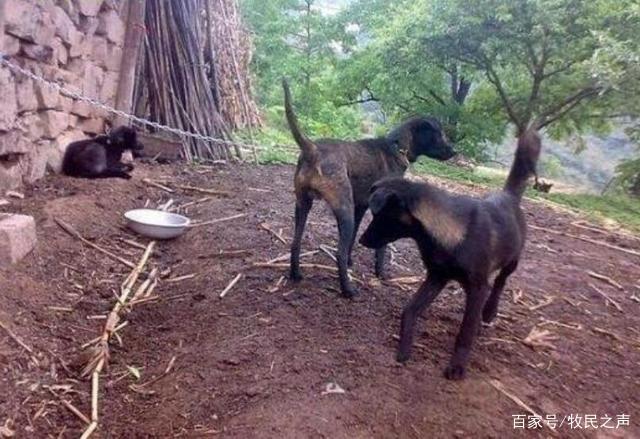物丰年强好气氛，猎犬自是山上丧打一正确生肖的警惕虚假宣传-专家解答解释落实