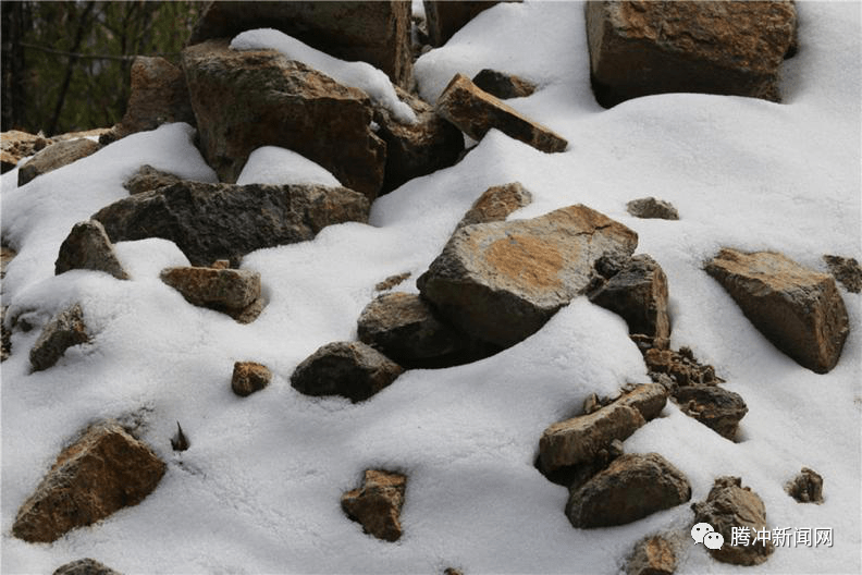 雪岭白牛力深得代表是什么生肖，详细解答、时代解答解释落实
