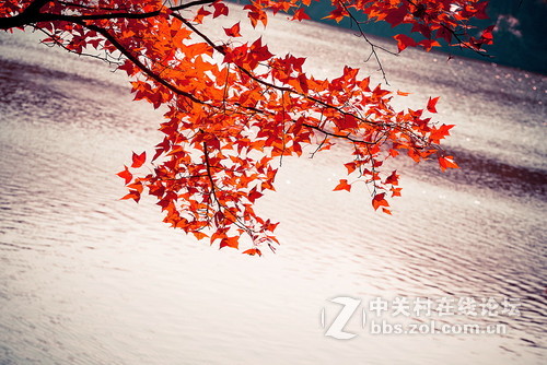 一线牵著万线缕，红云飘影千秋歌打一正确生肖精选解析、解释与落实、统计解答解释落实