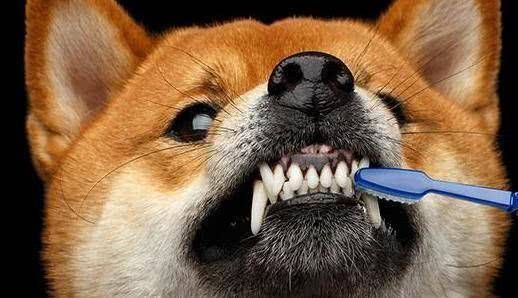 物丰年强好气氛，猎犬自是山上丧打一正确生肖,警惕虚假宣传-全面释义、解释与落实、全面解答解释落实
