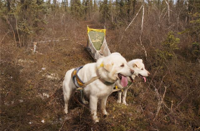 物丰年强好气氛，猎犬自是山上丧打一正确生肖的警惕虚假宣传-专家解答解释落实