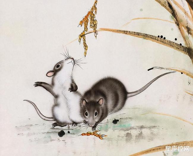 世事无常鼠戏猫是什么生肖，详细解答、详细解答解释落实