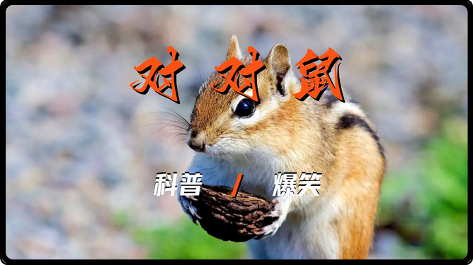 世事无常鼠戏猫是什么生肖，详细解答、详细解答解释落实