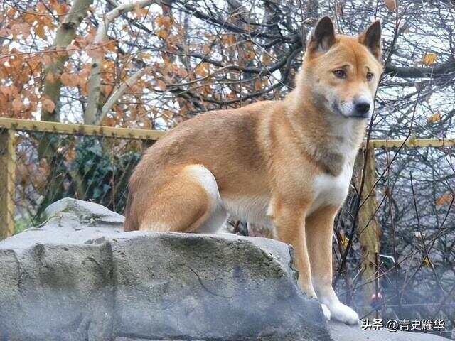物丰年强好气氛，猎犬自是山上丧打一正确生肖的警惕虚假宣传-专家解答解释落实